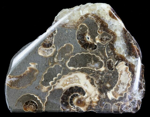 Polished Ammonite Fossil Slab - Marston Magna Marble #63817